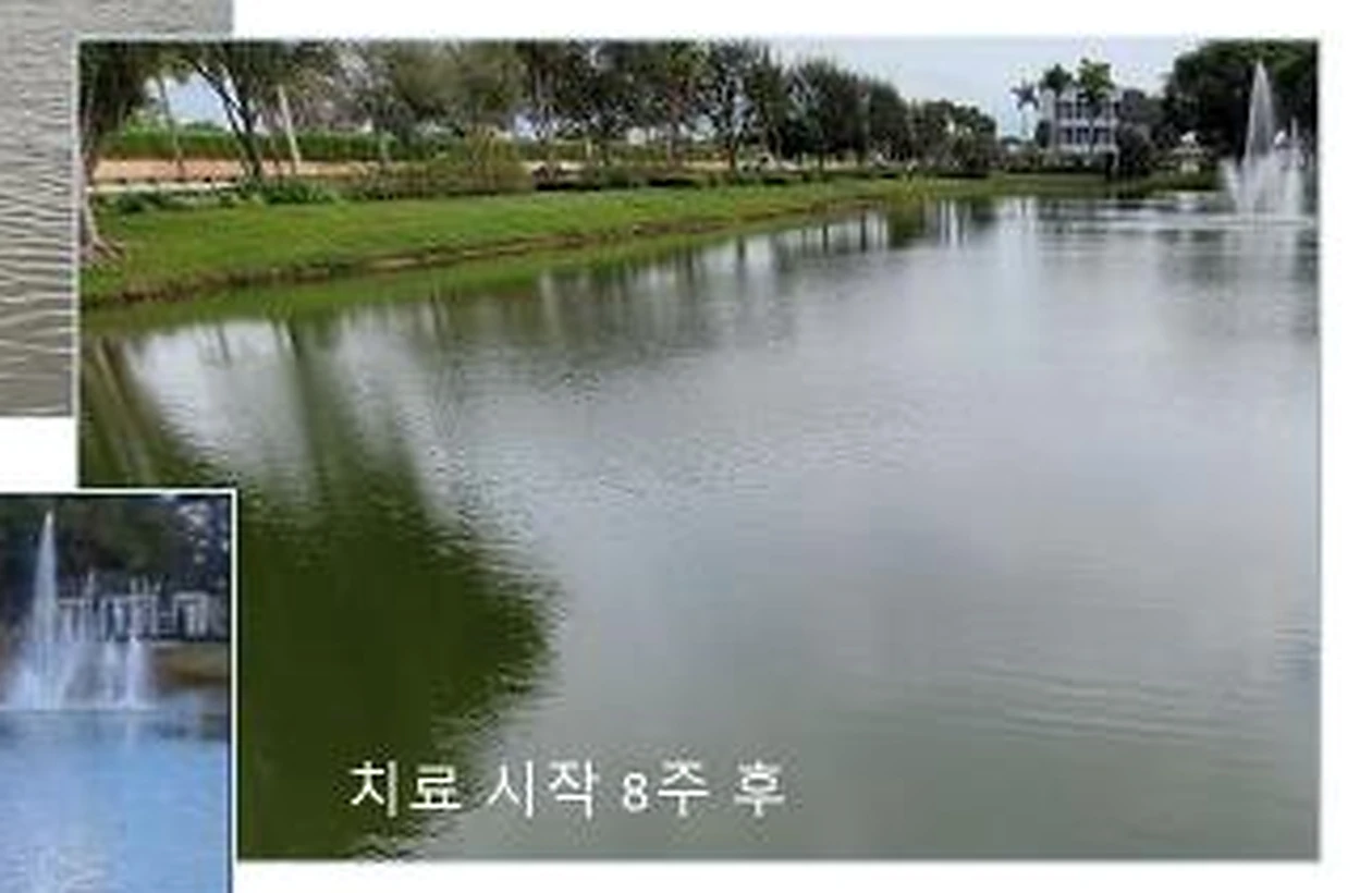 해외 호수 적용 8주 후